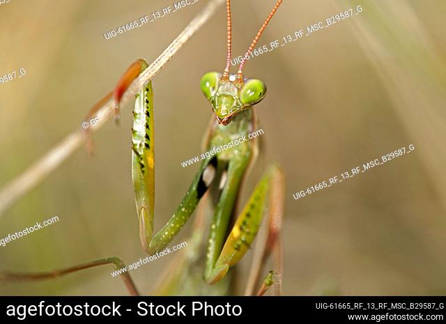 European mantis (Praying mantis, Mantis religiosa, Calcareous grassland, Haut-Rhin, France
