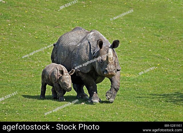 Indian Rhinoceros (rhinoceros unicornis), Mother with Calf