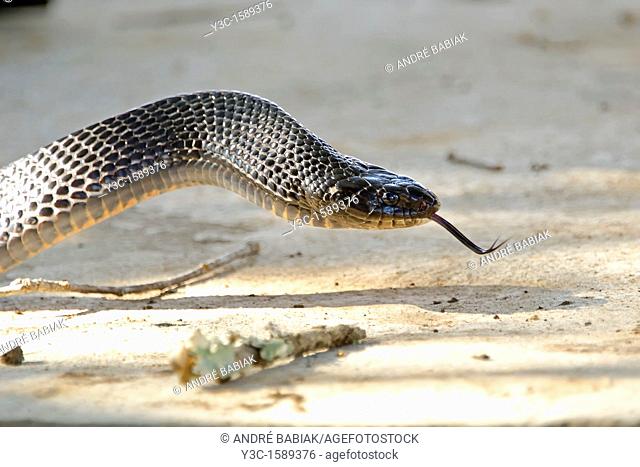 Split tongue - Texas Indigo Snake Drymarchon Melanurus Erebennus