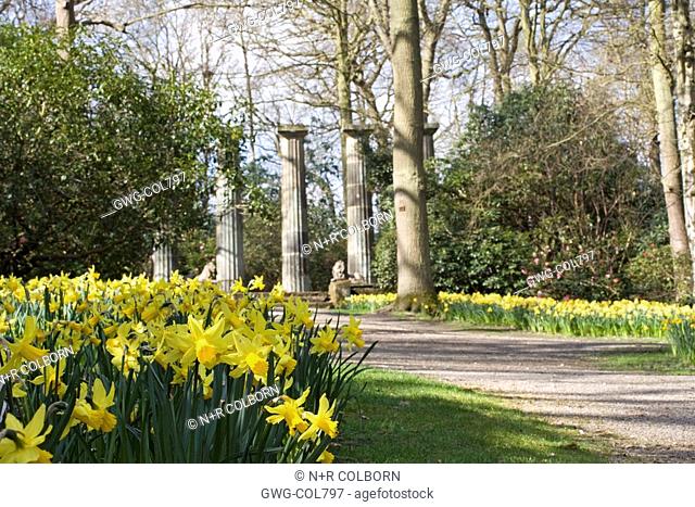 HARLOW CARR GARDENS WITH NARCISSUS 'FEBRUARY GOLD' IN FOREGROUND
