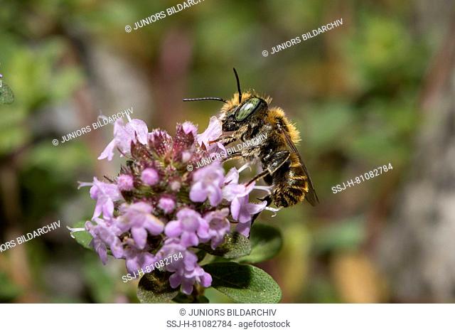 Mason Bee (Osmia sp.). Male on flower. Germany