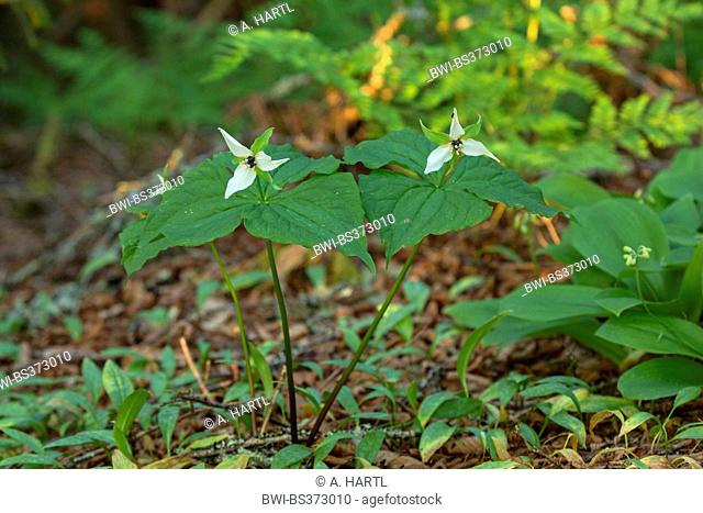 stinking-benjamin, ill-scent trillium (Trillium erectum), blooming, USA, Tennessee, Great Smoky Mountains National Park