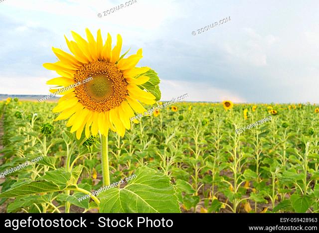 A Sunflower stands out above the rest on the farm