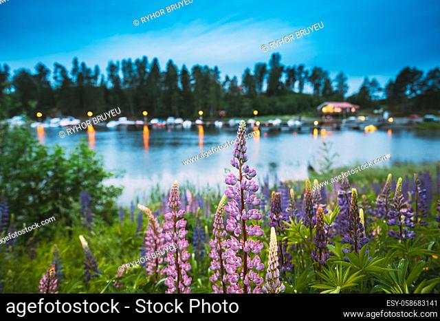 Wild Flowers Lupine In Summer Meadow Near Lake At Evening Night. Lupinus, Commonly Known As Lupin Or Lupine, Is A Genus Of Flowering Plants In The Legume Family