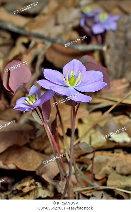 The small blue flowers (Jeffersonia dubia). Early spring