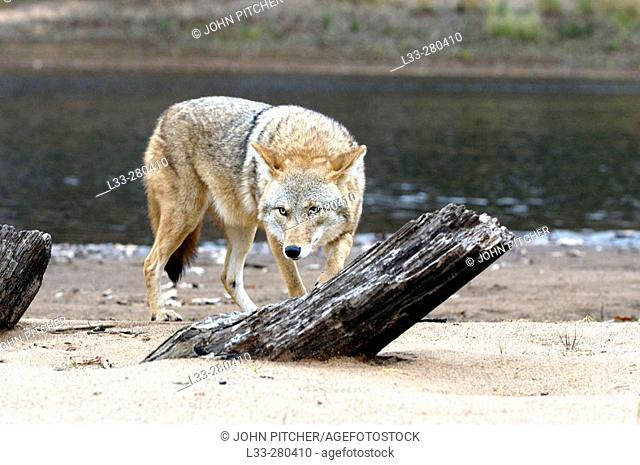 Coyote (Canis latrans). Minnesota. USA