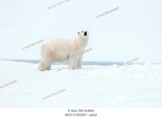 Polar bear north of Spitsbergen Svalbard close to the North Pole Norway