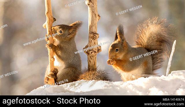 close up of red squirrel holding a branch with snow beneath and squirrel behind