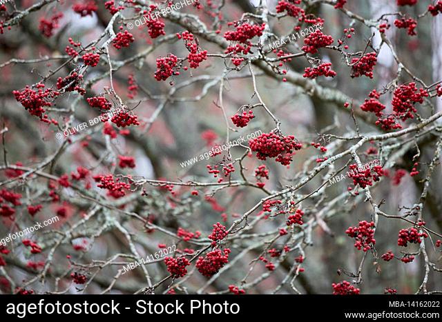 rowan berries, mountain ash, fruits, tree