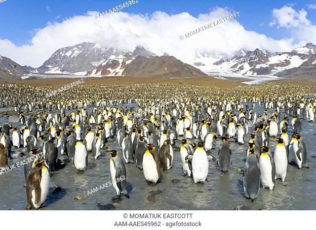 King Penguins (Aptenodytes patagonicus) walking, interacting, resting along the river near penguin rookery against backdrop of snowy Allardyce Range, St