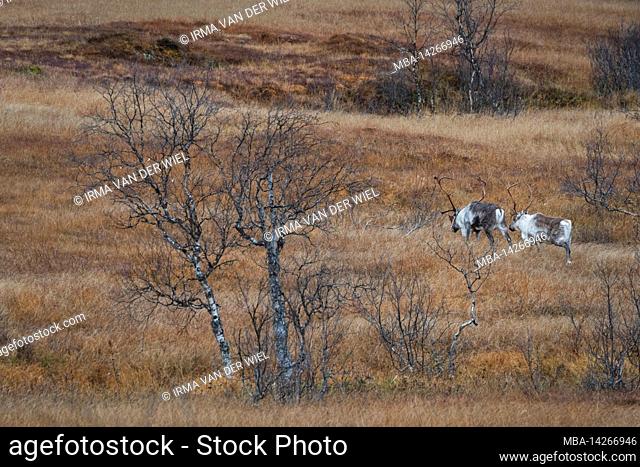 Autumn impressions from the Norwegian island Senja above the Arctic Circle, Scandinavia and Norway pure, reindeer in the wild