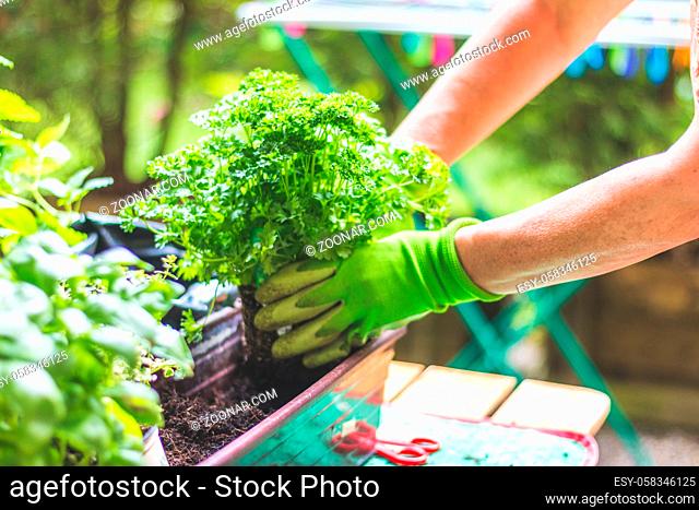 Woman is planting vegetables and herbs, urban gardening. Fresh plants and soil