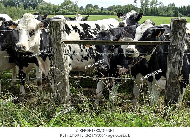 Cow in a meadow along a barbed wire | Vaches en prairie derrière des barbeles Credit: JMQuinet/Reporters Reporters / QUINET