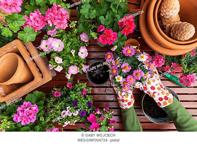 Gardening, different spring and summer flowers, flower box and gardening tools, potting