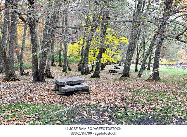 Recreative Area at Castañar de El Tiemblo (El Tiemblo Chestnut forest). Sierra de Gredos. Avila Province. Castile-Leon. Spain