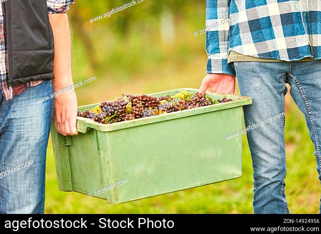 Erntehelfer tragen eine Kiste mit frischen Weintrauben bei der Traubenlese