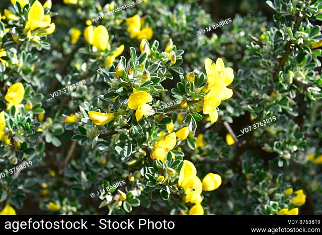 Spiny broom (Calicotome villosa) is a thorny shrub native to eastern Mediterranean region, southern Spain and northwest Africa