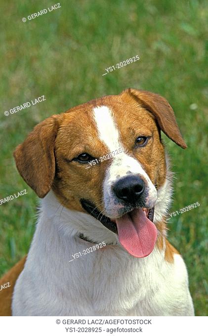 Smalandsstovare or Smalands Hound, Dog Breed from Sweden