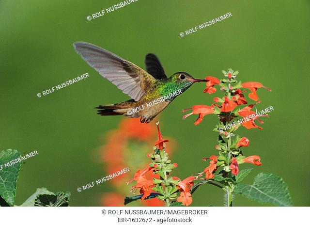 Buff-bellied Hummingbird (Amazilia yucatanensis), adult feeding on Tropical Sage (Salvia coccinea), Sinton, Corpus Christi, Coastal Bend, Texas Coast, USA