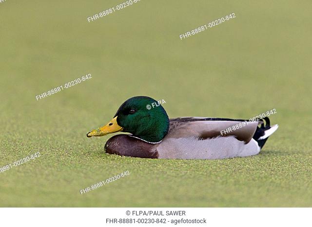 Mallard (Anas platyrhynchos) adult male, swimming on pond covered in duckweed, Bushy Park, Ricmond upon Thames, London, England, October