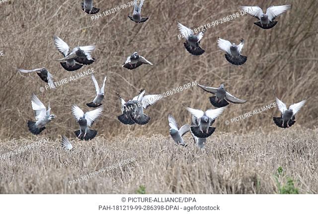 19 December 2018, Lower Saxony, Sehnde: Pigeons fly over a field. Photo: Julian Stratenschulte/dpa. - Sehnde/Lower Saxony/Germany