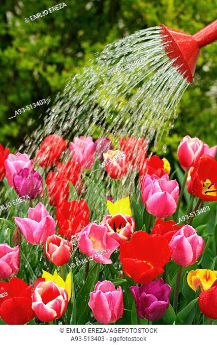 Watering tulips (Tulipa hybr.)