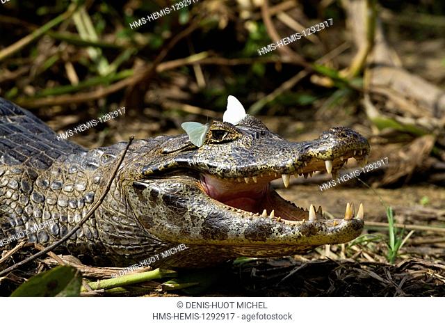 Brazil, Mato Grosso, Pantanal area, listed as World Heritage by UNESCO, Yacare (Caiman yacare) and butterflies