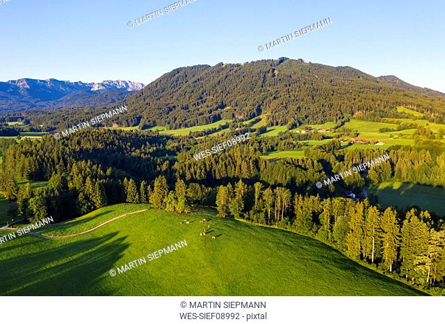 Aerial view of cow pasture and forest near Wackersberg, Isarwinkel, Upper Bavaria, Bavaria, Germany