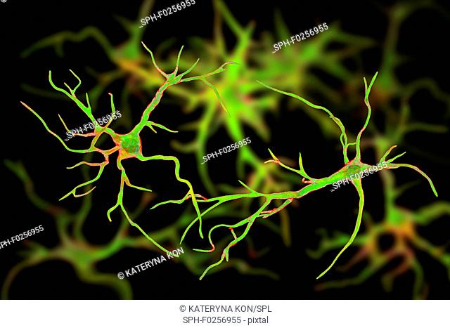 Astrocyte nerve cells, computer illustration. Astrocytes are a type of glial cell. They provide structural support and protection for neurons (nerve cells) and...