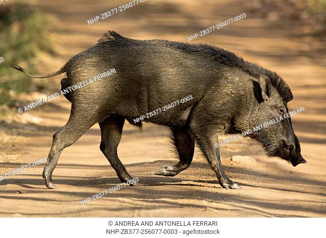 Indian wild boar Sus scrofa cristatus, Tadoba-Andhari National Park, Chandrapur, Maharashtra, India