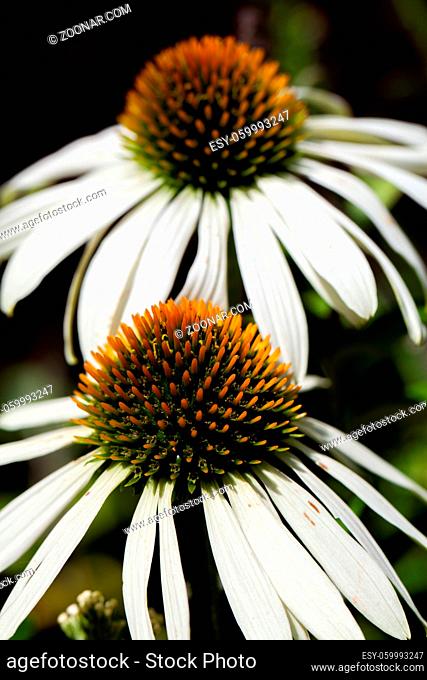 White coneflowers, or echinacea magnus superior, in full bloom in the sun with blurry background. High quality photo