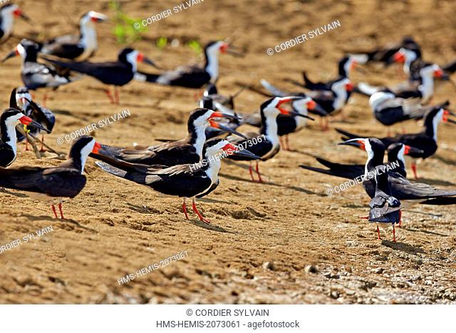 Brazil, Amazonas state, Amazon river basin, Black Skimmer (Rynchops niger), group resting on the bank of the river