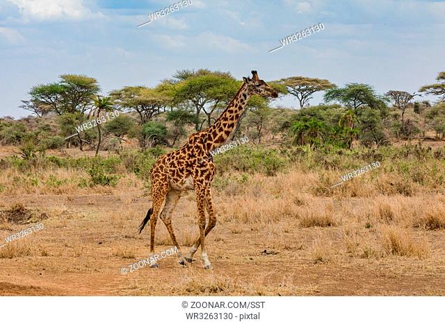 Giraffe im Tarangire Nationalpark, TANSANIA, OST AFRIKA. Giraffe in the Tarangire National Park, Tansania, East Africa