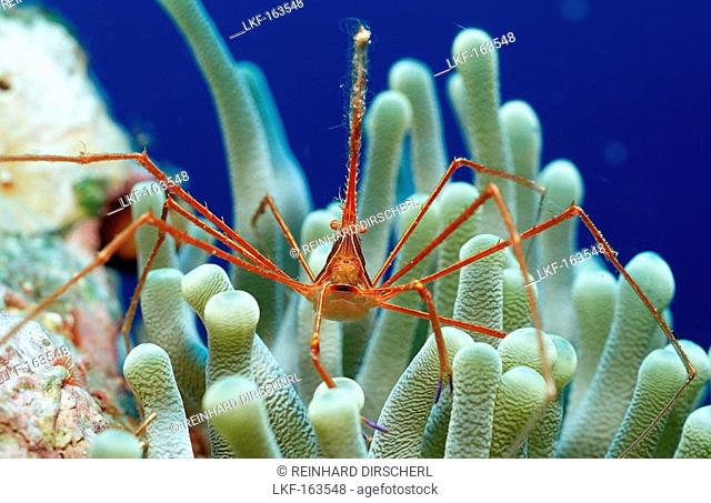 Spider hermit crab, Stenorhynchus seticornis, Netherlands Antilles, Bonaire, Caribbean Sea