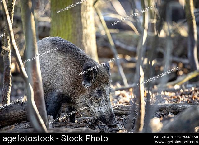 10 March 2021, Brandenburg, Kleinmachnow: In and around the Brandenburg town of Kleinmachnow there are very many wild boars