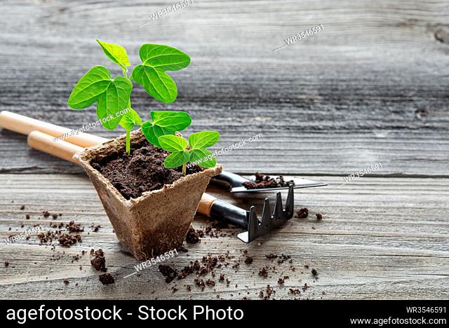 Concept of gardening: green shoots of seedlings in a peat pot, rake and shovel on a wooden background, with space for text