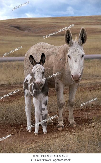 Feral donkey or ass with young, Equus africanus asinus, often called burro, Custer State Park, South Dakota