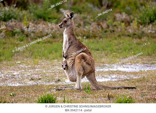 Eastern Grey Kangaroo (Macropus giganteus) female with joey looking out of pouch, Wilsons Promontory National Park, Victoria, Australia