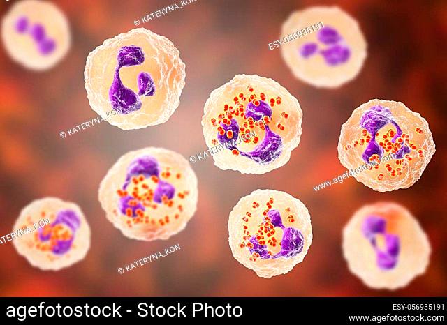 Bacteria Neisseria gonorrhoeae inside neutrophils, gonoccoccus, diplococci that cause sexually transmitted infection gonorrhea. 3D illustration