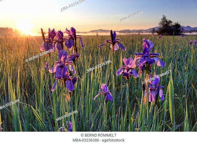 Germany, Bavaria, Upper Bavaria, Pfaffenwinkel region, 'Blaues Land', western Staffelseemoore, Siberian iris, iris sibirica