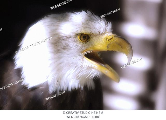 Germany, Hellenthal, Bald Eagle, close-up