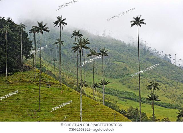 Cocora Valley, around Solento, department of Quindio, Colombia, South America