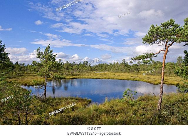 moore in Sweden, Sweden