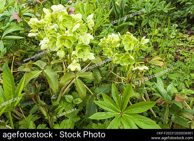 Corsican Hellebore, Helleborus argutifolius (syn. trifolius, corsicus), flowering in Pruhonice, Czech Republic on April 25, 2023