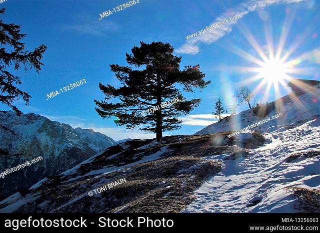 Winter hike to the Hohe Kranzberg (1397m), Europe, Germany, Bavaria, Upper Bavaria, Mittenwald, Isar Valley, Werdenfels, winter, tree, romantic, almost kitschy