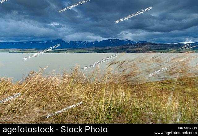 Wind in grasses, Lake Lagarfljót, East Iceland, Iceland, Europe