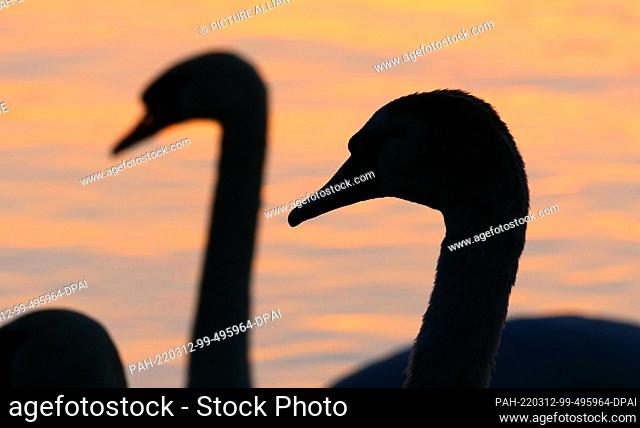 11 March 2022, Berlin: 11.03.2022, Berlin. Mute swans (Cygnus olor) stand on the shore at Wannsee at sunset in the last light of the evening sun
