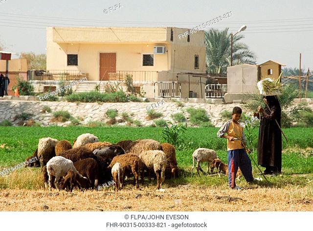 Shepherdess and boy, with sheep flock, near buildings, West Bank, Luxor, Egypt