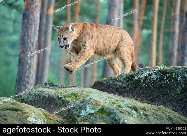 Cougar, Mountain Lion, Puma, Puma concolor