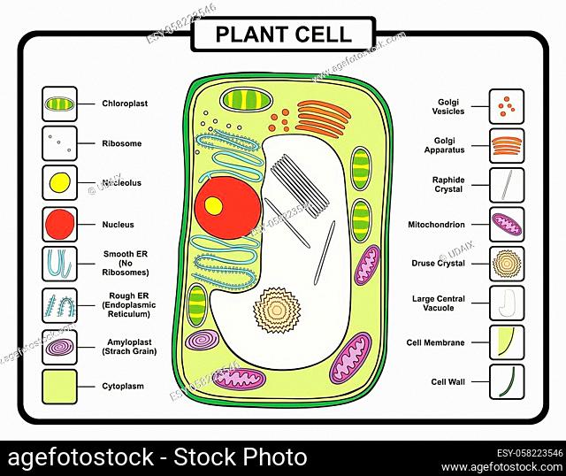 Plant Cell Structure Anatomy with all parts for biology science education